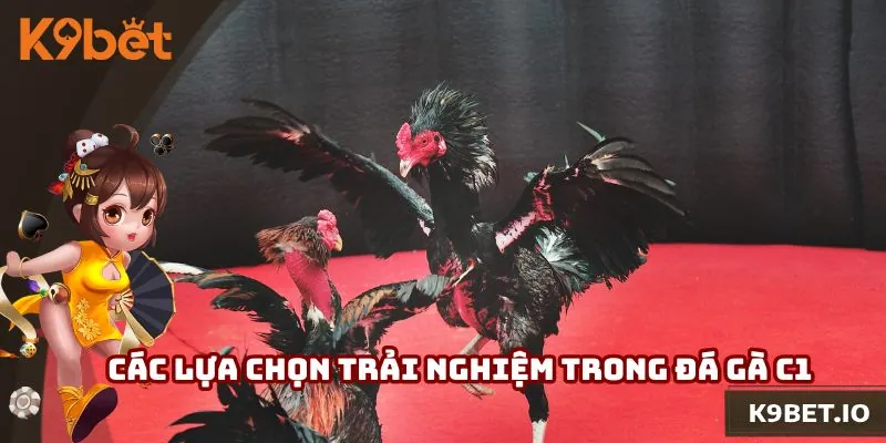 Các lựa chọn trải nghiệm trong đá gà C1