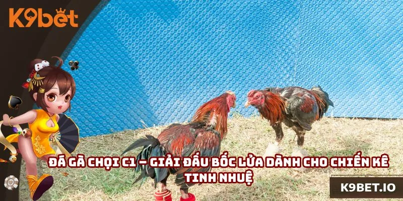Đá Gà Chọi C1 – Giải Đấu Bốc Lửa Dành Cho Chiến Kê Tinh Nhuệ