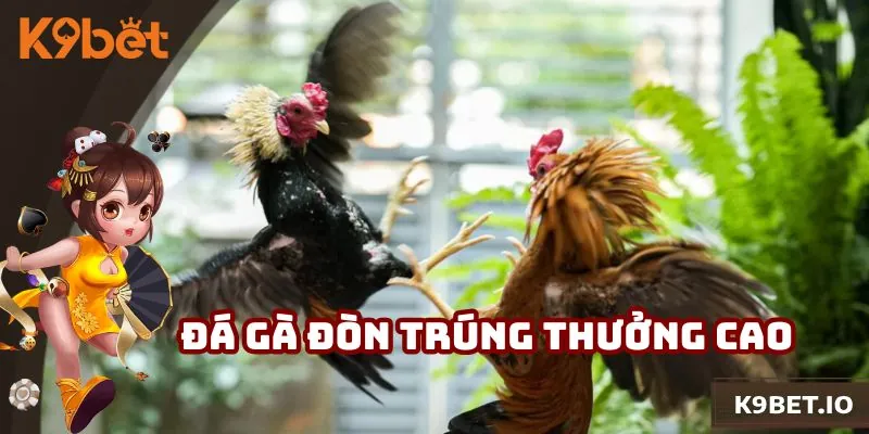 Đá Gà Đòn - Bộ Môn Đầy Kịch Tính, Cơ Hội Trúng Thưởng Cao
