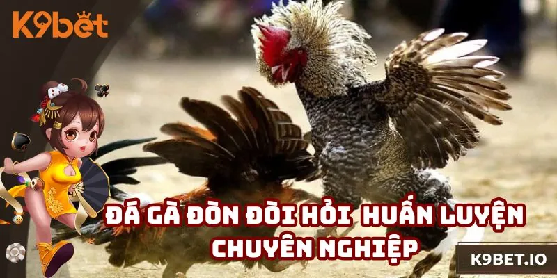 Đá gà đòn đòi hỏi người huấn luyện phải chuyên nghiệp