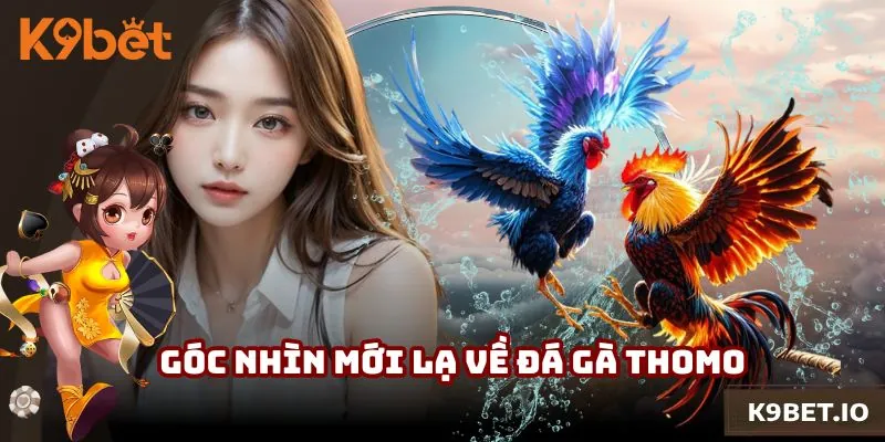 Góc nhìn mới lạ về đá gà Thomo cho giới cược thủ