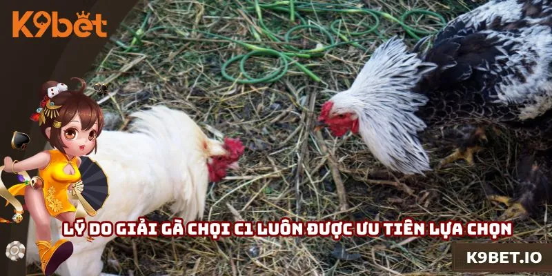 Lý do giải gà chọi C1 luôn được ưu tiên lựa chọn