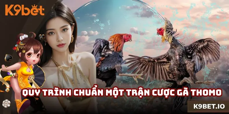Quy trình chuẩn một trận cược gà Thomo diễn ra