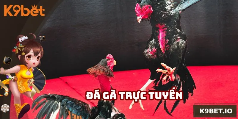 Sân chơi đá gà là lựa chọn ưu tiên của cộng đồng cá cược