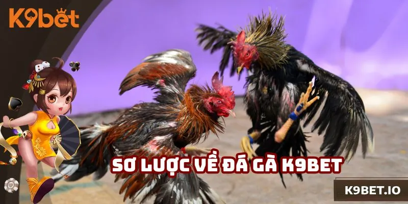 Thông tin sơ lược về đá gà K9bet