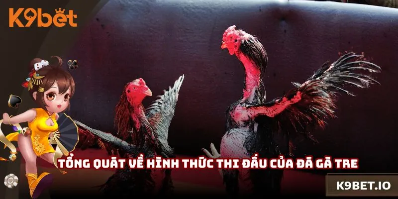 Tổng quát về hình thức thi đấu của đá gà tre